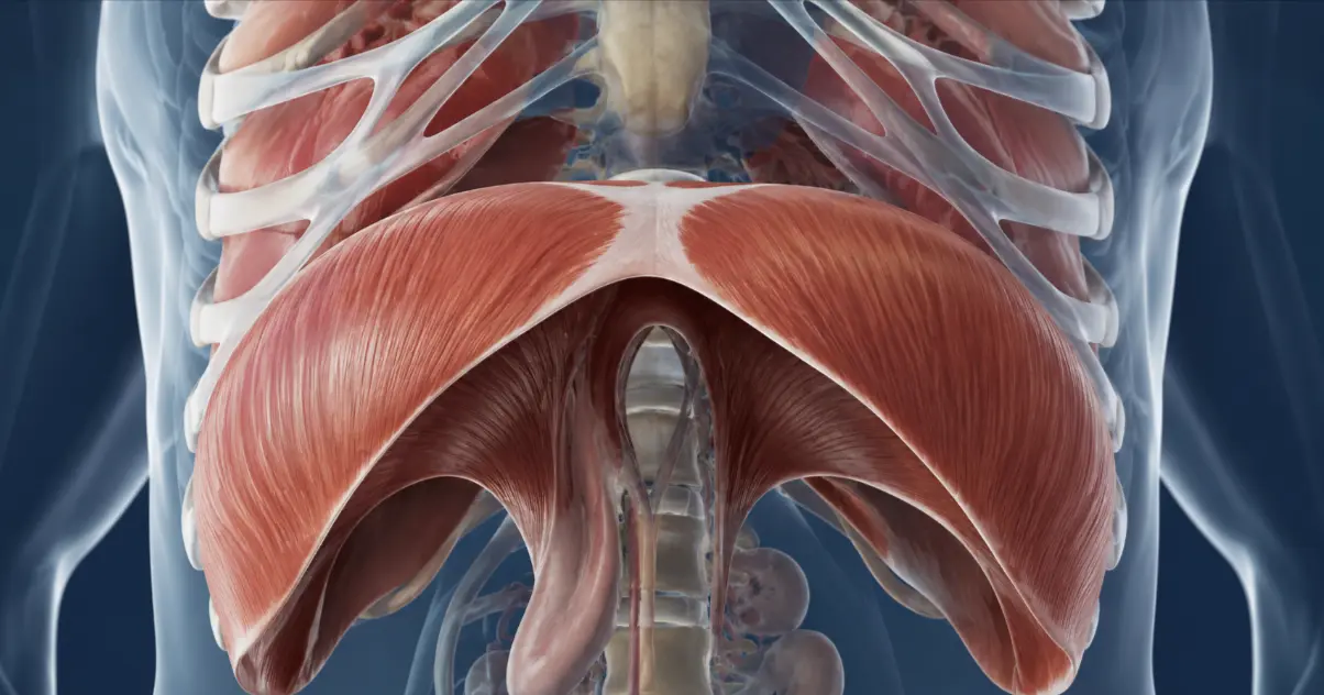 Anatomical illustration of the diaphragm below the rib cage – the muscle affected by diaphragmatic flutter